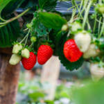 Com Indicação Geográfica, morango do Norte Pioneiro impulsiona renda de produtores