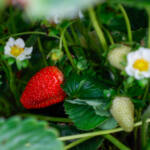 Com Indicação Geográfica, morango do Norte Pioneiro impulsiona renda de produtores