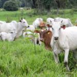 Produtores paranaenses têm mais uma semana para atualizar cadastro de rebanho