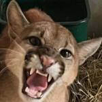 IAT resgata filhote de onça-parda preso em árvore de 20 metros no Oeste do Paraná