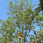 IAT resgata filhote de onça-parda preso em árvore de 20 metros no Oeste do Paraná