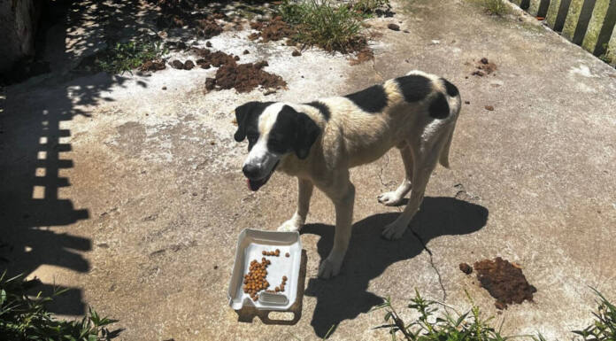 Abril Laranja: maus-tratos de animais não se limitam à agressão física, alerta PCPR