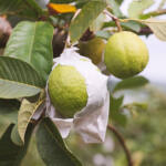 Doce e resistente, goiaba projeta Carlópolis com cultivo inovador e união de produtores