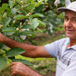 Doce e resistente, goiaba projeta Carlópolis com cultivo inovador e união de produtores