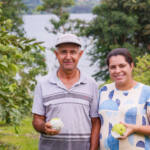 Doce e resistente, goiaba projeta Carlópolis com cultivo inovador e união de produtores