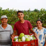 Doce e resistente, goiaba projeta Carlópolis com cultivo inovador e união de produtores
