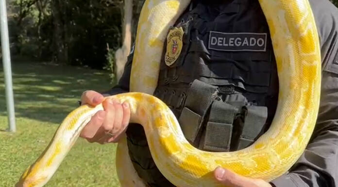 PCPR resgata mil animais e desarticula um dos maiores grupos de tráfico internacional do País