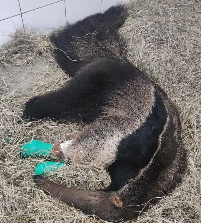 IAT devolve à natureza tamanduá-bandeira encontrado ferido em Wenceslau Braz