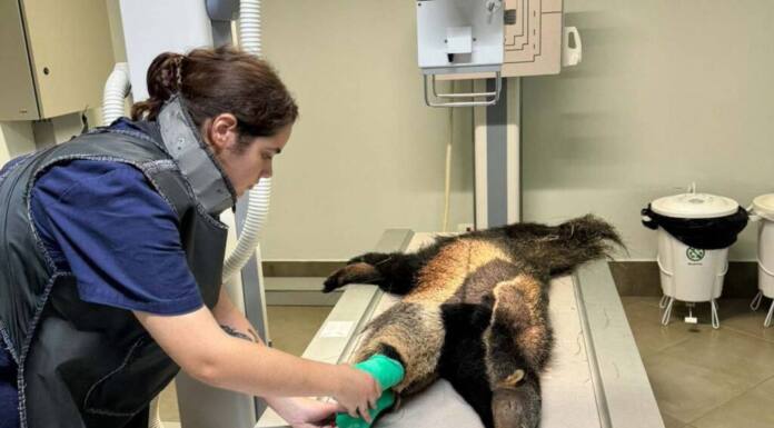 IAT devolve à natureza tamanduá-bandeira encontrado ferido em Wenceslau Braz