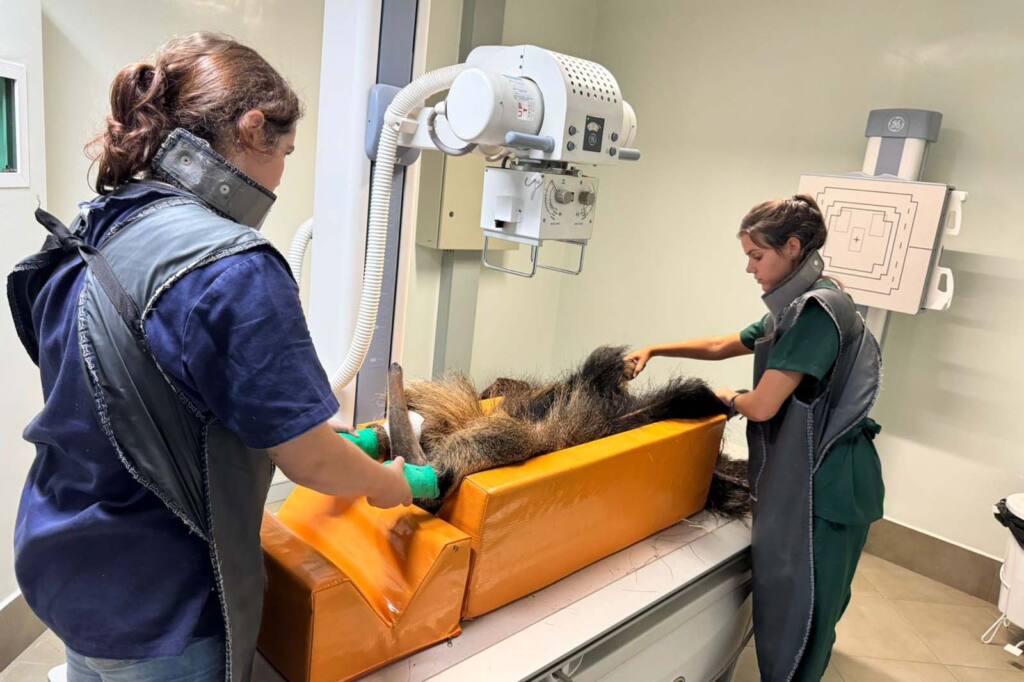 IAT devolve à natureza tamanduá-bandeira encontrado ferido em Wenceslau Braz