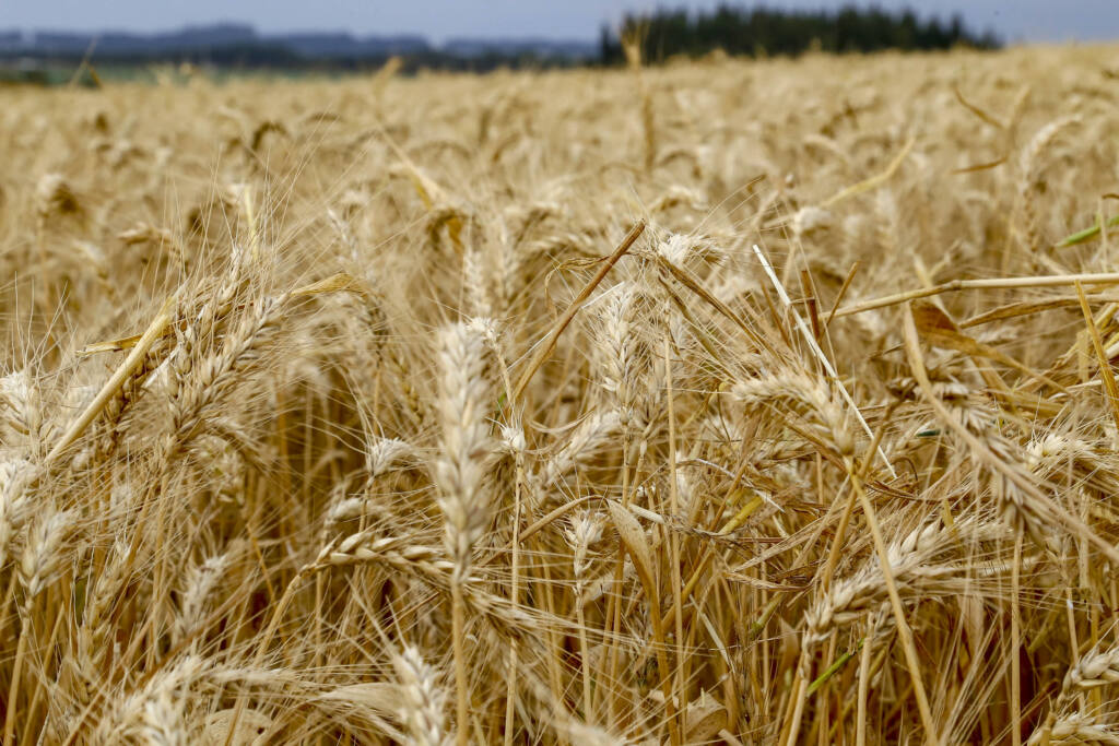 Com colheita no fim, produtor de milho paranaense recebe 12% a mais que em agosto de 2023