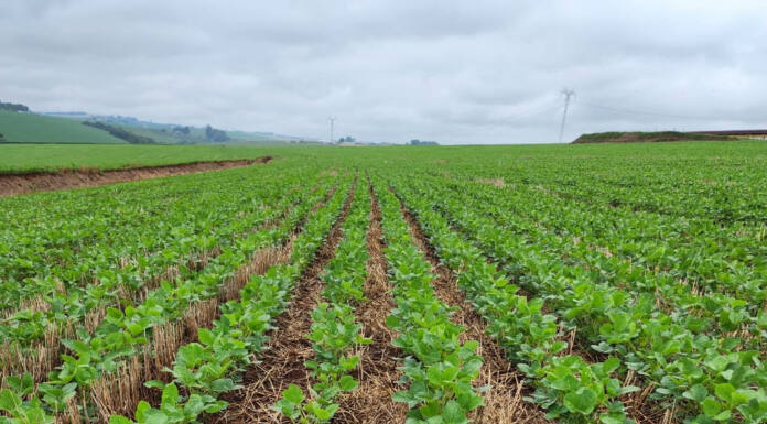 Capal sai na frente na emissão de CRA Verde entre as cooperativas do Brasil e capta R$ 150 milhões Recursos serão destinados para ações sustentáveis no campo, abrangendo mais de 140 mil hectares
