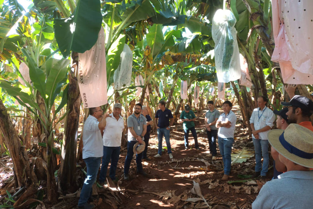 Com tecnologia, lucro com a banana supera renda com a soja em Novo Itacolomi