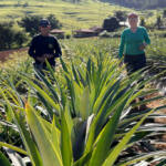 Com apoio do IDR-Paraná, abacaxi orgânico é aposta de produtores do Norte Pioneiro Com apoio do IDR-Paraná, abacaxi orgânico é aposta de produtores do Norte Pioneiro