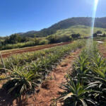 Com apoio do IDR-Paraná, abacaxi orgânico é aposta de produtores do Norte Pioneiro Com apoio do IDR-Paraná, abacaxi orgânico é aposta de produtores do Norte Pioneiro
