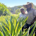 Com apoio do IDR-Paraná, abacaxi orgânico é aposta de produtores do Norte Pioneiro Com apoio do IDR-Paraná, abacaxi orgânico é aposta de produtores do Norte Pioneiro