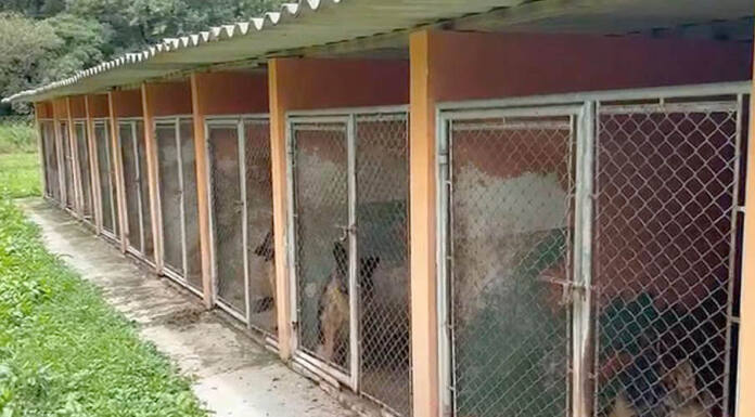 PCPR resgata 120 cães vítimas de maus-tratos em Almirante Tamandaré Foto: PCPR